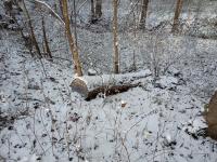 IMG_20221119_103515 (800x600).jpg